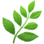 Herb emoji, Apple design