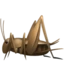 Cricket emoji on iPhone
