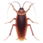 Cockroach emoji, Apple design
