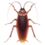 Cockroach emoji on iPhone