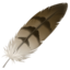 Download Feather emoji, Apple style