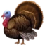 Turkey emoji, Facebook design