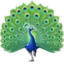 Peacock emoji, Facebook design