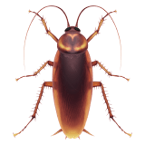 Cockroach emoji, Apple, iOS 16.4